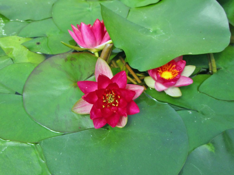 Seerose Nymphaea Joey Tomocik